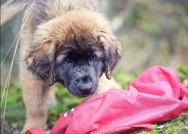 16 Pictures That Prove Leonbergers Are Perfect Weirdos 9
