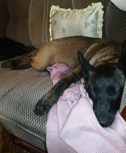 15 Pictures That Prove Belgian Malinoises Are Perfect Weirdos 10