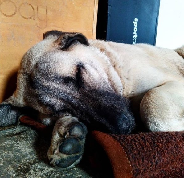 15 Pictures That Prove Anatolian Shepherds Are Perfect Weirdos 10