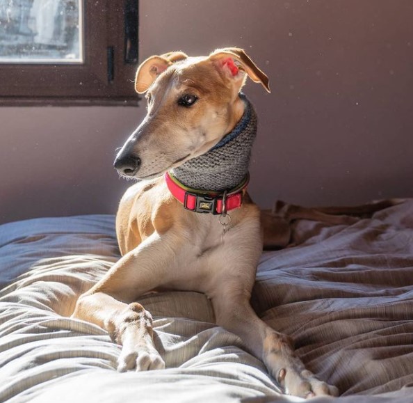 15 Pictures That Prove Greyhounds Are Perfect Weirdos 10