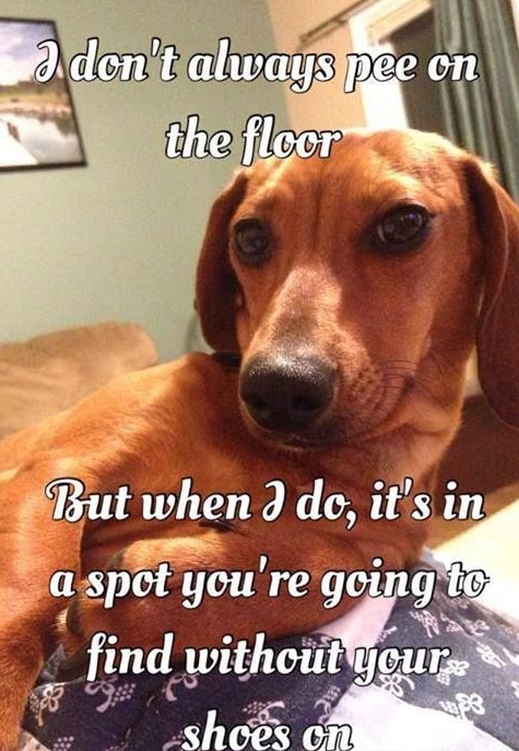 15 Funny Dachshund Memes To Make Your Day 10