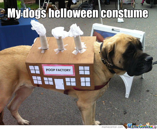 15 Funny Mastiff Memes To Make Your Day 11