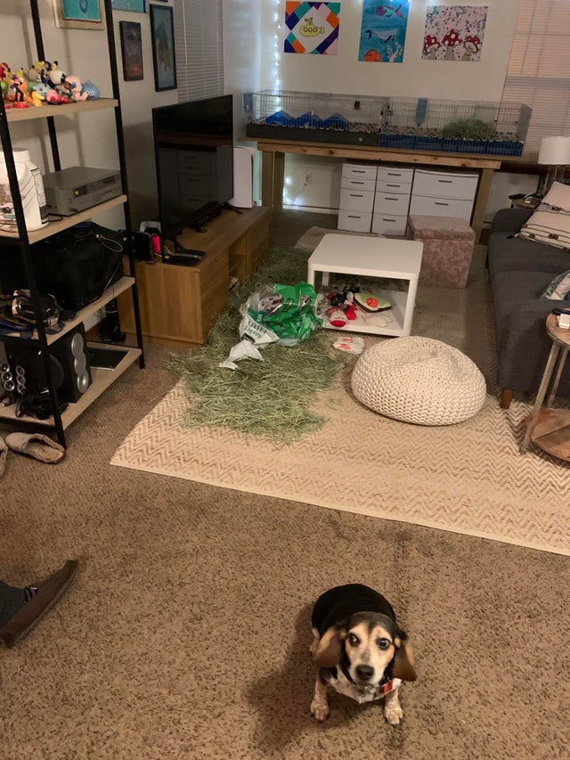 15 Things Only Beagle Owners Will Understand 11