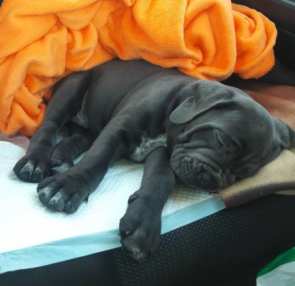 16 Pictures That Prove Cani Corsi Are Perfect Weirdos 11