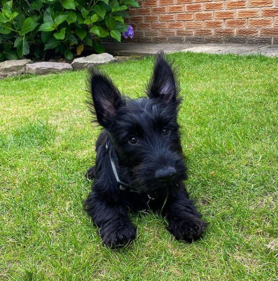 15 Pictures That Prove Scottish Terriers Are Perfect Weirdos 11