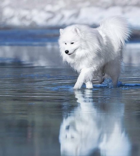 16 Pictures That Prove Samoyeds Are Perfect Weirdos 11