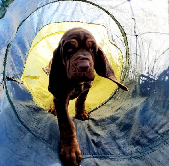 15 Pictures That Prove Bloodhounds Are Perfect Weirdos 11