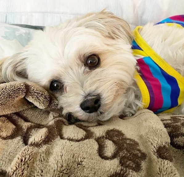 15 Pictures That Prove Havanese Dogs Are Perfect Weirdos 11