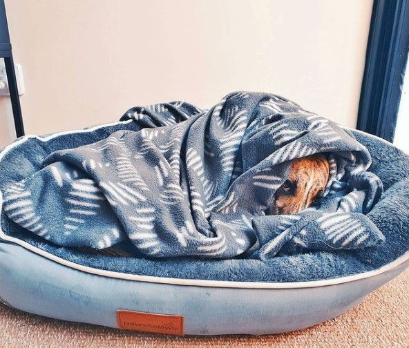 15 Pictures That Prove Whippets Are Perfect Weirdos 11