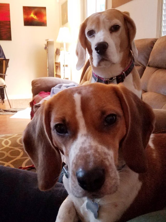 15 Realities That New Beagle Owners Must Accept 11 15 Realities That New Beagle Owners Must Accept 11