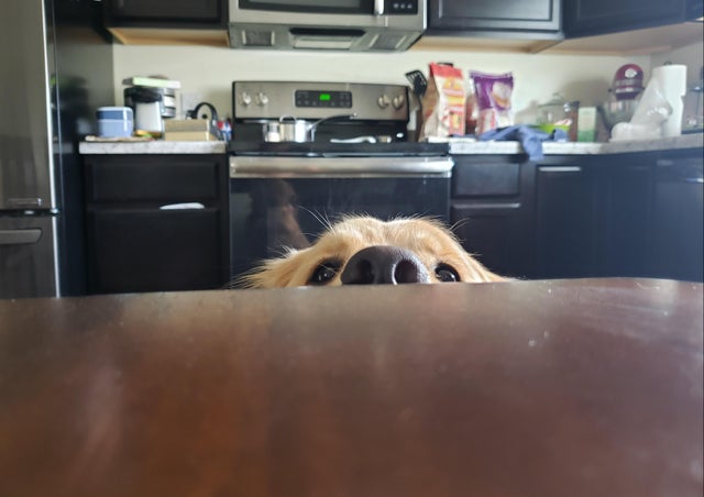 15 Realities That New Golden Retriever Owners Must Accept 11 15 Realities That New Golden Retriever Owners Must Accept 11