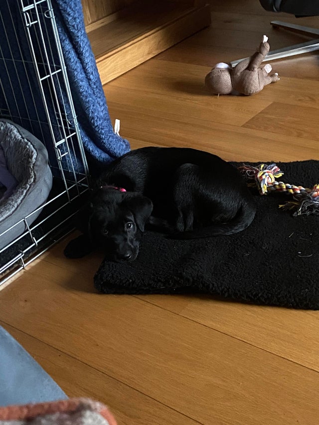 15 Things Only Labrador Owners Will Understand 11