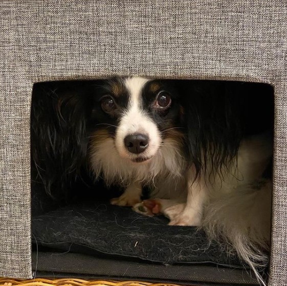 15 Pictures That Prove Papillons Are Perfect Weirdos 11