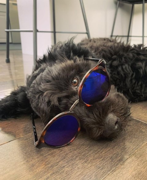 15 Pictures That Prove Portuguese Water Dogs Are Perfect Weirdos 11