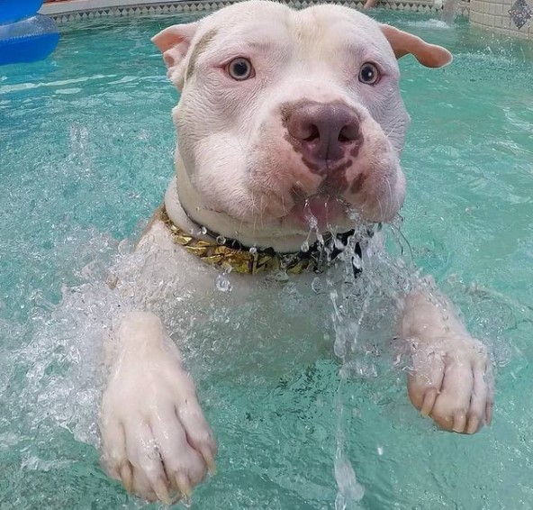 15 Pictures That Prove Pit Bulls Are Perfect Weirdos 11
