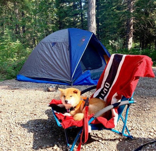 15 Pictures That Prove Shiba Inu Are Perfect Weirdos 11