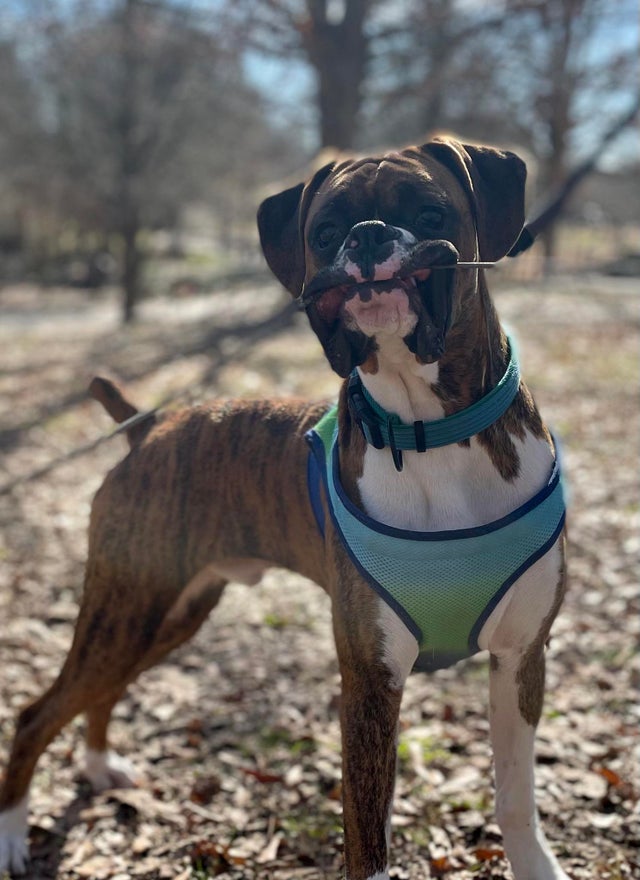 15 Realities That New Boxer Owners Must Accept 11