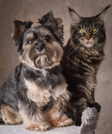 16 Pictures That Prove Yorkies Are Perfect Weirdos 11