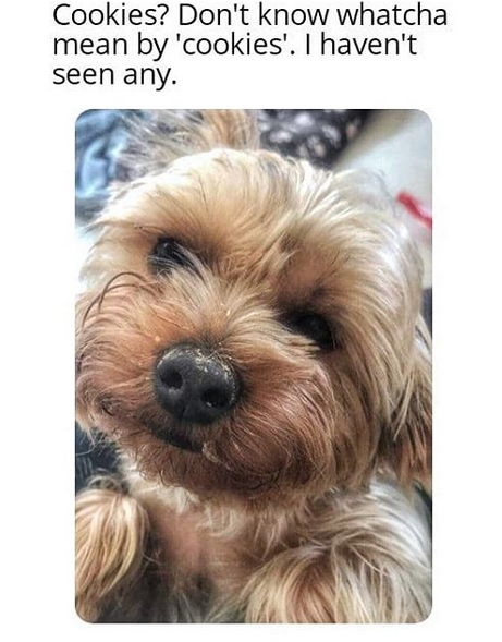 15 Funny Yorkies Memes To Make Your Day 11