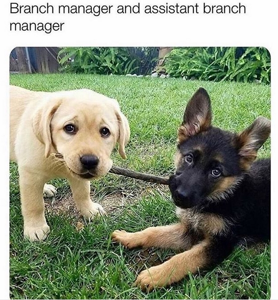 15 Funny Labrador Memes To Make Your Day 11 15 Funny Labrador Memes To Make Your Day 11