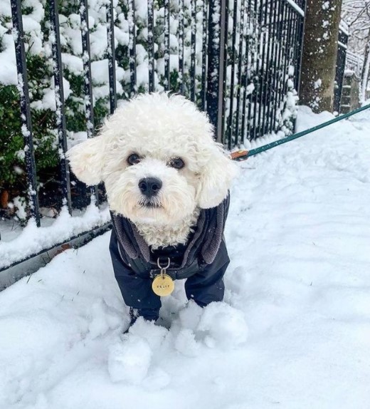 15 Pictures That Prove Bichon Frises Are Perfect Weirdos 11