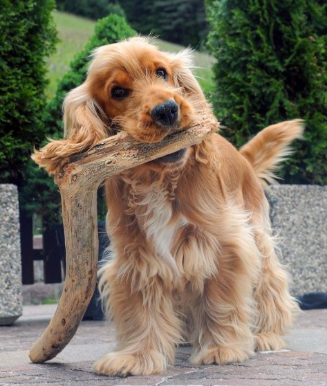 15 Pictures That Prove Cocker Spaniels Are Perfect Weirdos 9