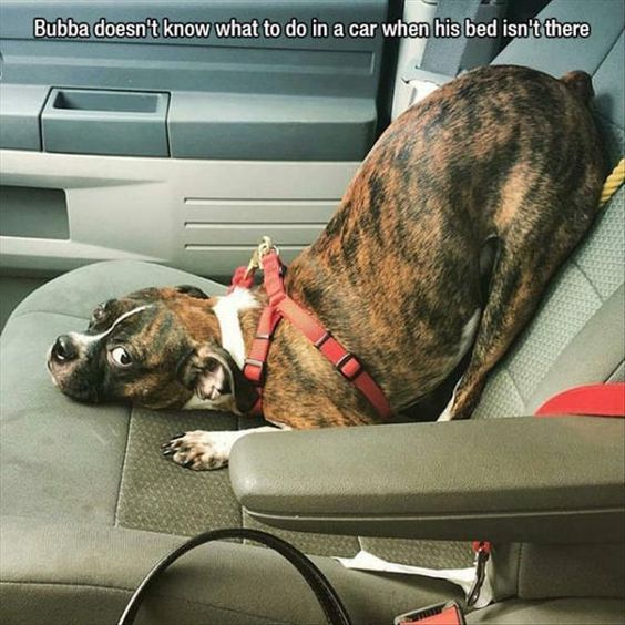 15 Funny Boxer Memes To Make Your Day 11