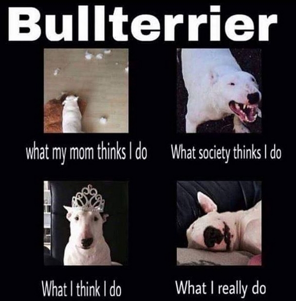 15 Funny Bull Terrier Memes To Make Your Day 11