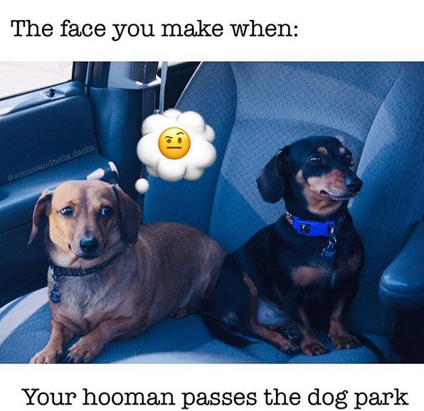 15 Funny Dachshund Memes To Make Your Day 11