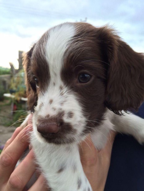 15 Pictures That Prove Springer Spaniels Are Perfect Weirdos 11