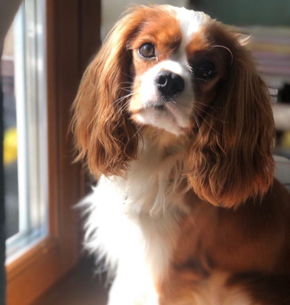 15 Pictures That Prove Cavalier King Charles Spaniels Are Perfect Weirdos 11
