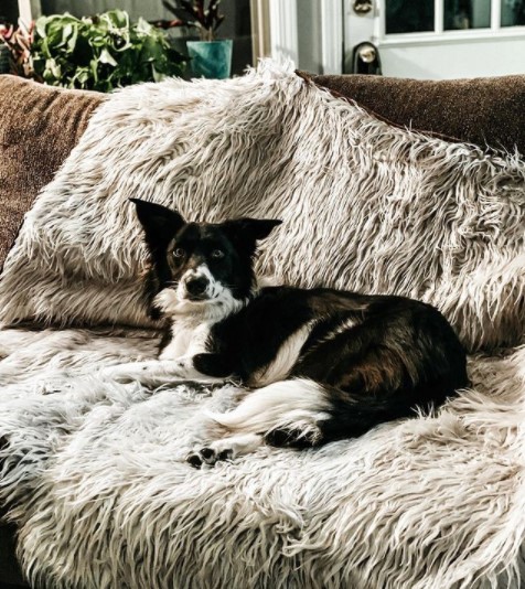 15 Pictures That Prove Border Collies Are Perfect Weirdos 11