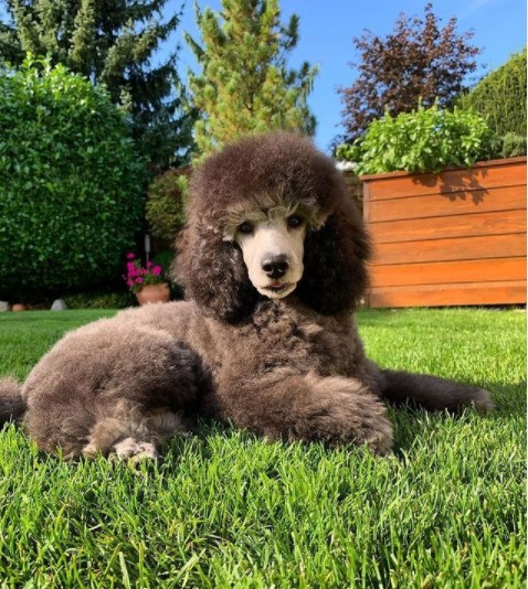 15 Pictures That Prove Poodles Are Perfect Weirdos 10