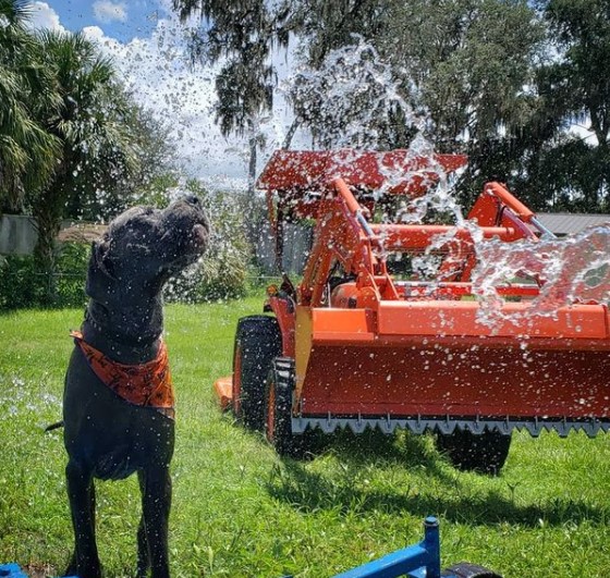 15 Pictures That Prove Great Danes Are Perfect Weirdos 11