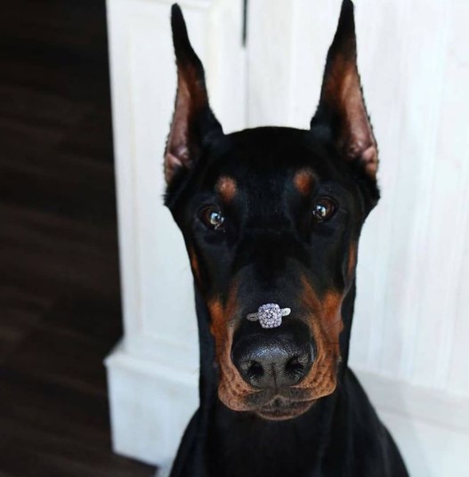 15 Pictures That Prove Doberman Pinschers Are Perfect Weirdos 11