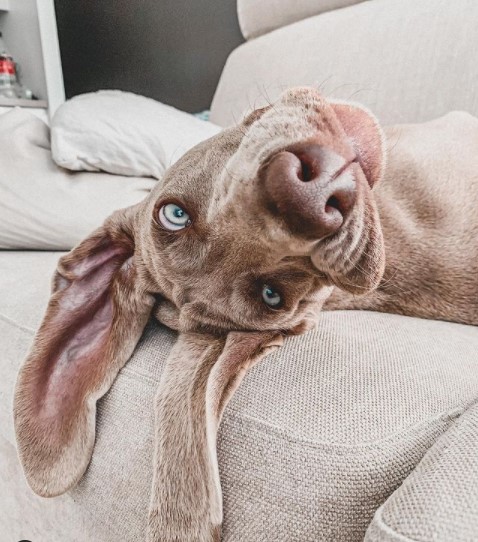 16 Pictures That Prove Weimaraners Are Perfect Weirdos 11