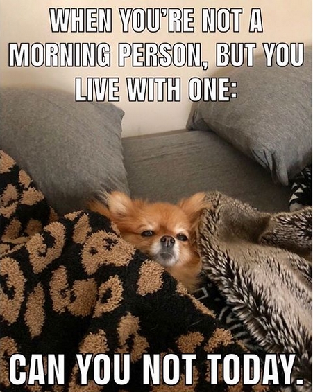 15 Funny Pomeranian Memes To Make Your Day 11