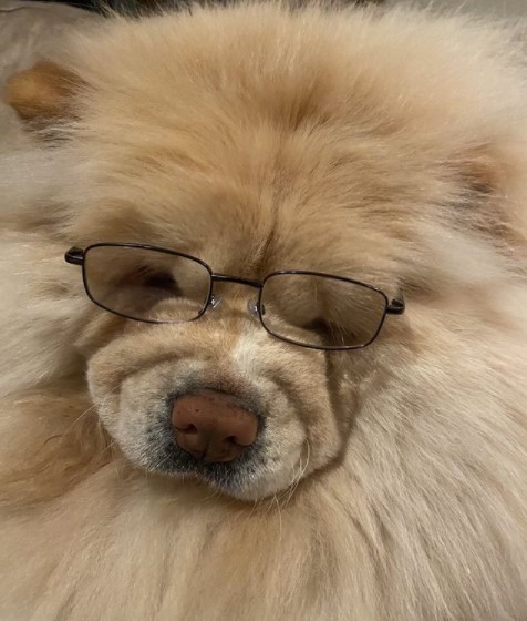 15 Pictures That Prove Chow Chows Are Perfect Weirdos 11