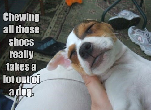 15 Funny Jack Russell Memes To Make Your Day 11