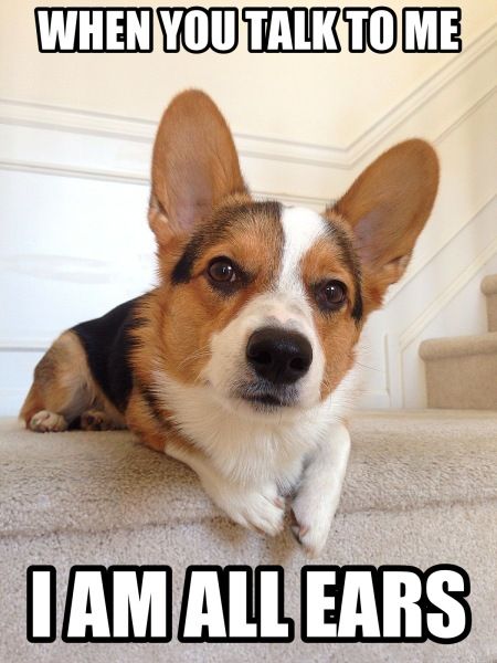 15 Funny Corgi Memes To Make Your Day 8