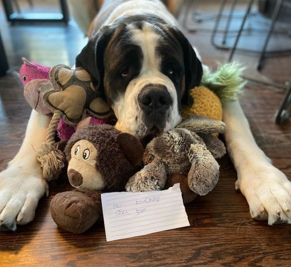 15 Pictures That Prove St Bernards Are Perfect Weirdos 11