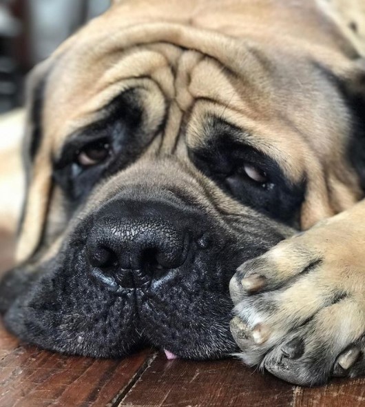 15 Pictures That Prove English Mastiffs Are Perfect Weirdos 11
