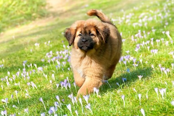15 Pictures That Prove Tibetan Mastiffs Are Perfect Weirdos 11