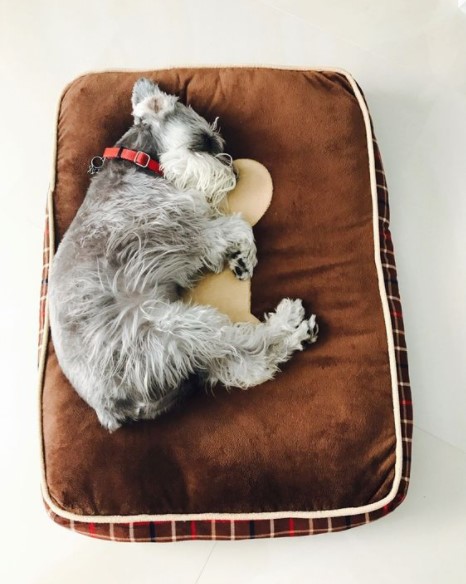 15 Pictures That Prove Schnauzers Are Perfect Weirdos 11