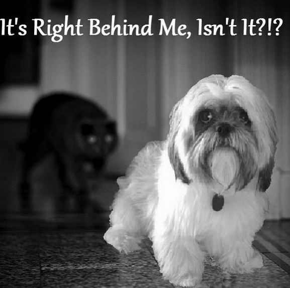 15 Funny Shih Tzu Memes To Make Your Day 11