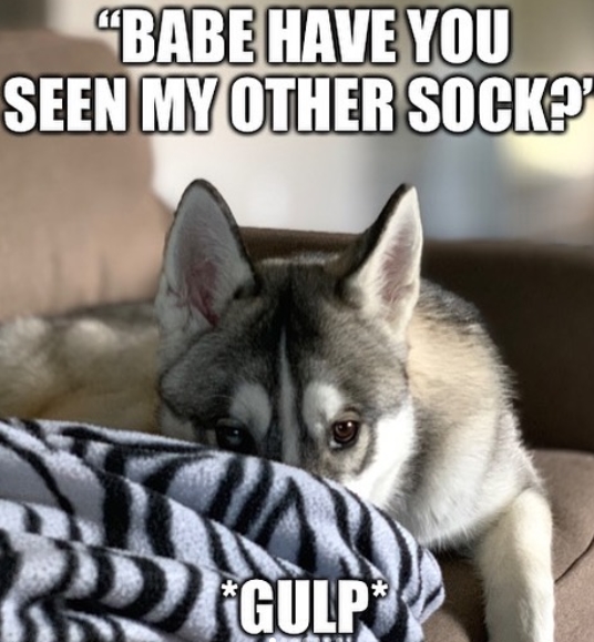 15 Funny Siberian Husky Memes To Make Your Day 11