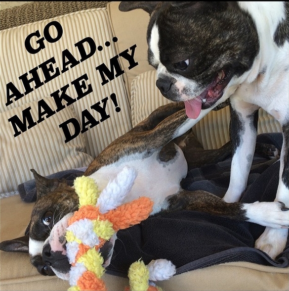 15 Funny Boston Terrier Memes To Make Your Day 11