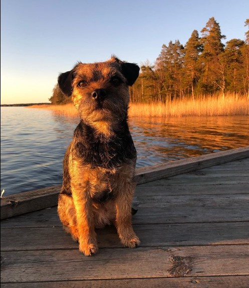 15 Pictures That Prove Border Terriers Are Perfect Weirdos 11 15 Pictures That Prove Border Terriers Are Perfect Weirdos 11