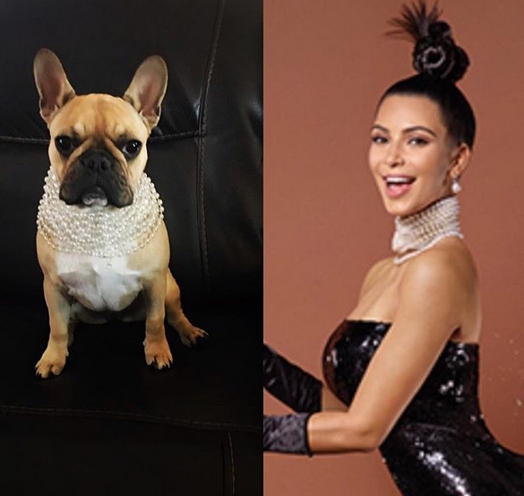 15 Funny French Bulldog Memes To Make Your Day 11