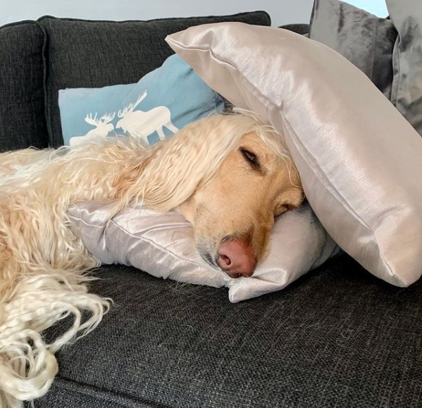 15 Pictures That Prove Afghan Hounds Are Perfect Weirdos 10